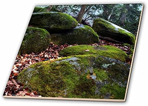 3dRose fotografiju velikih mahovinom prekrivene gromade u šumi. - Pločice.