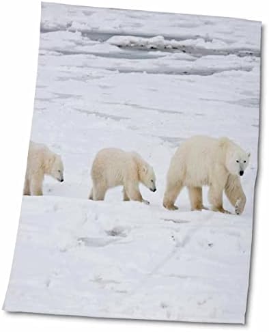3Droza Churchill Područje divljih životinja, MB - Polarni medvjedi - ručnici