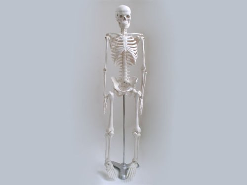 Model Ljudskog Kostura-Srednje Veličine