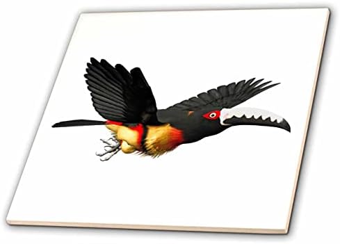 3drose Boehm Graphics Aracari Bird-Tiles