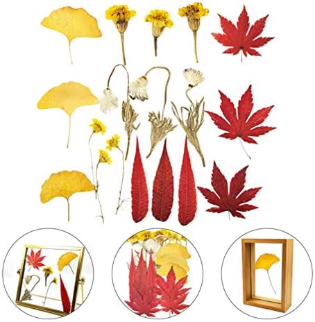 MagicLulu 18pcs Šareni zračni javor od javora prirodni sušeni prešani cvijeće DIY prešani cvjetni materijali za obrtni trenerkinje ukras za umjetnost noktiju
