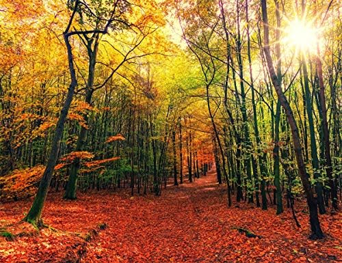 LB 7X5FT jesen šumski pejzažni fotografija pozadina padajućeg javora Scenografija prirode prirode Pozadinski