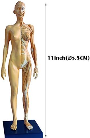 Model Figure ženske anatomije - model anatomskog slikanja ljudskog skeleta - PU materijal Model ljudske anatomske mišićne kosti-za medicinsku umjetničku studiju crtanja