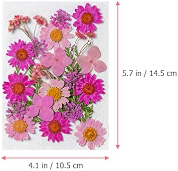 Tofficu 50pcs prešani sušeni cvjetovi suhi cvijet skupno prirodno stvarna priroda tratinčica