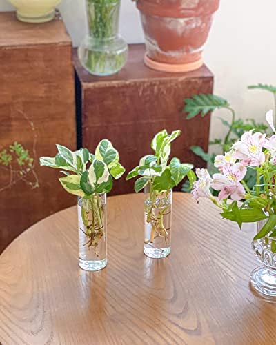 Ivolador 4kom zidna viseća staklena biljka Terrarium kontejnerska posuda oblik cilindra savršen za razmnožavanje hidroponskih biljaka Uređenje vrta kućne kancelarije vjenčanje