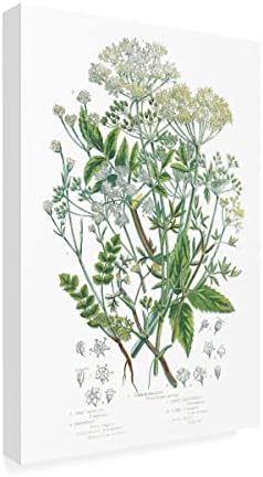 Zaštitni znak likovne umjetnosti' Flowering Plants I ' Canvas Art by Wild Apple Portfolio 12x19