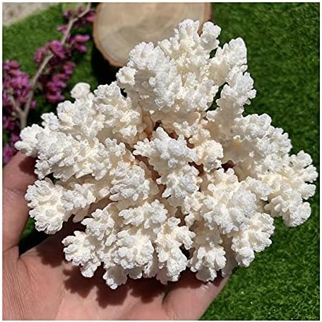 Bervsj ljekoviti mineralni kamen bijeli koralj fosilni klasterski kvarc kristalni greben uzorak liječenje kristalnog