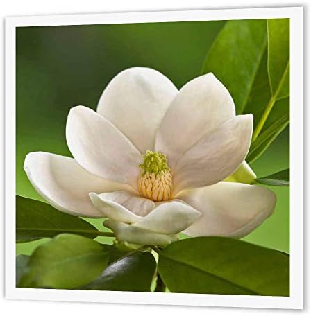 3Droza HT_83297_1 Magnolia cvjetni cvijet cvijet-na01 AJE0188-Adam Jones-Iron na prijenosu topline za materijal, 8 po 8-inčni, bijeli