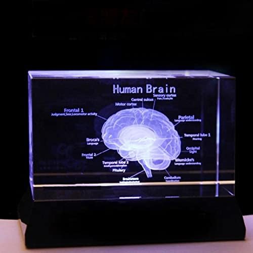 3D mozga struktura rez iskazani stakleni kocke laserski ugravirani kristalni kocke za nastavu za bolnički suveniri poklon
