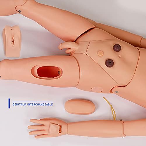 Model simulacije za starački trening, muško i žensko negarstvo Manikin, simulator brige o pacijentima ELIKLIV, ljudski anatomski model za medicinsko usavršavanje