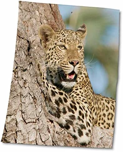 3drose Sven Herkenrath životinja - gepard na drvetu u prirodi - ručnici