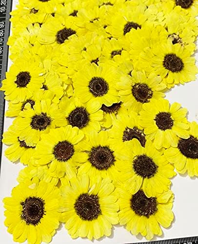 12 kom svijetli žuti suncokret Real Prirodni sušeni prešani cvijeće za smojsku umjetnost
