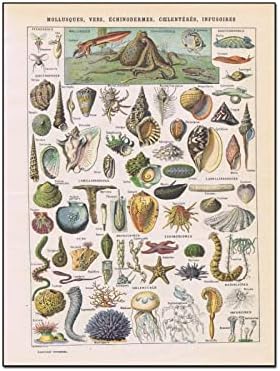 Seashell poster, 1948 Vintage Seashell Art, Mollusk Crustacean Print morski life za ilustraciju