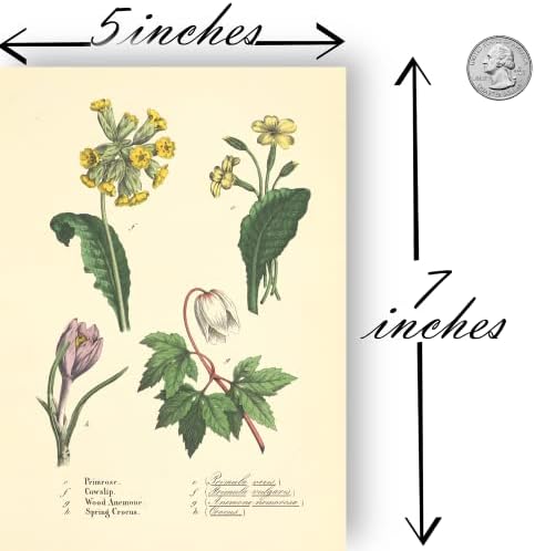 Ink Inc. Vintage Botanical Prints | Garden Flowers Floral Wall Art / Rose Sunflower Dahlia | Cottagecore Boho Farmhous Design / Set of 9 5 x7 | Neuramljen
