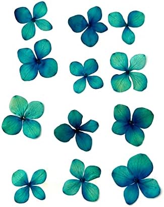 12 prešana sušena djetelina plava zelena cvjetna stana 1.5 izrada screeBook-a umjetnost